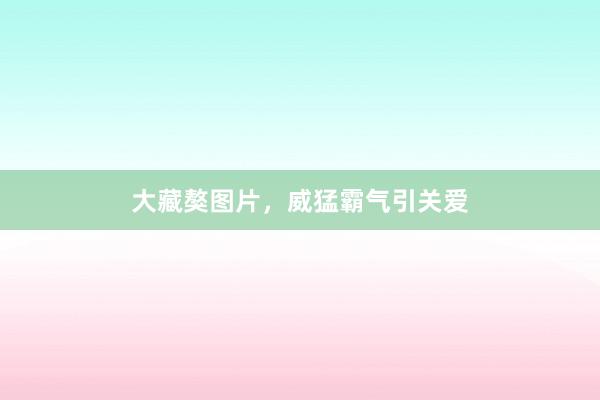 大藏獒图片，威猛霸气引关爱